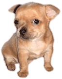 doggy